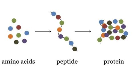 SS-31 Peptide Benefits for Cosmetic Formulation Purity Specifications and Manufacturing Sourcing Guide