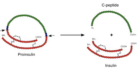 CJC Peptide Purity Specifications and Manufacturing Standards for Lab and Cosmetic Formulation Sourcing