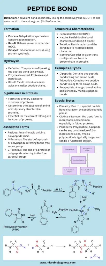 Master Peptide Reconstitution Calculator Guide for Lab Purity and Manufacturing Specifications