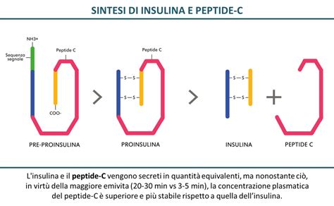 What Is a Peptide A Technical Deep Dive on Purity, Manufacturing, and Sourcing for B2B Formulation