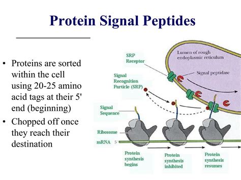 What Are Collagen Peptides: Purity, Specifications, Certifications and Sourcing Guide
