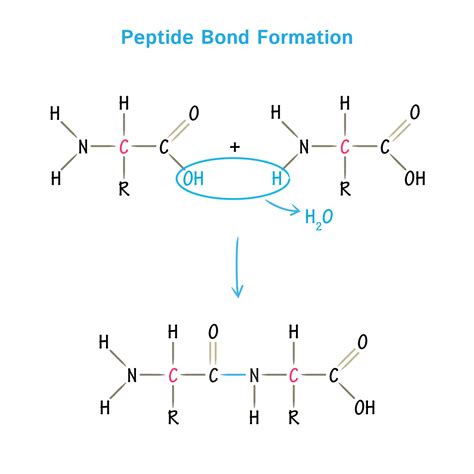 Core Peptides Purity and Specification Guide for Lab and Cosmetic Sourcing and Manufacturing
