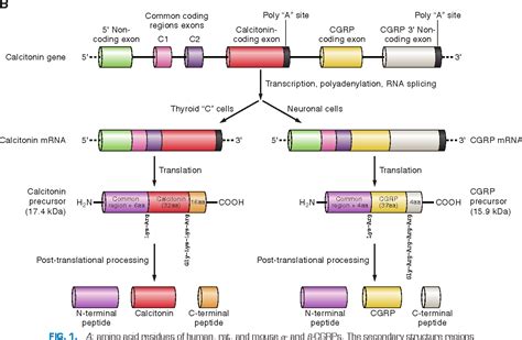 Peptide Science in B2B Sourcing: Purity, Specifications, Certifications & Manufacturing Guide