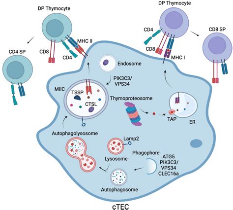 Simple Peptides Market 2024: Brand Comparison, Technical Pros & Cons, and Application Scope