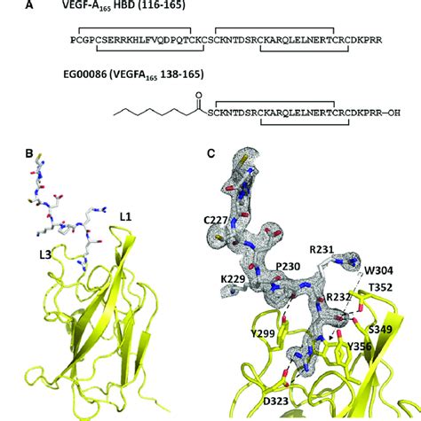 Research Peptides Technical Deep Dive: Purity, Specifications, Certification, and Manufacturing Sourcing Guide