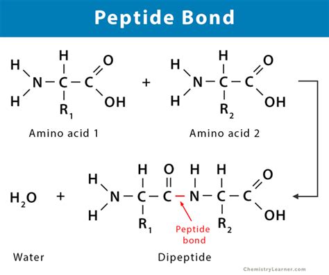 The Ultimate Guide to Ion Peptides: Purity, Specifications, and Manufacturing for Cosmetic Formulation