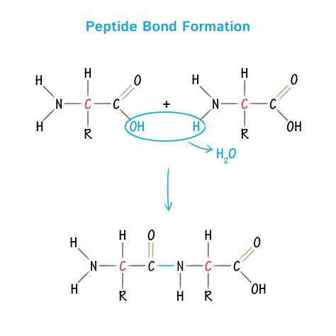 Fat Loss Peptides Market 2026: Research Data, Product Comparisons, and Industry Growth Forecasts